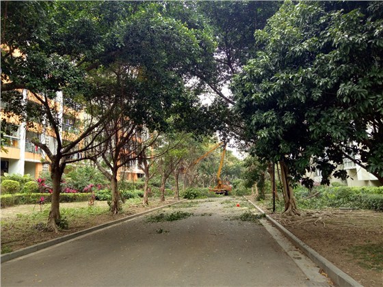 綠化修剪 綠化修剪